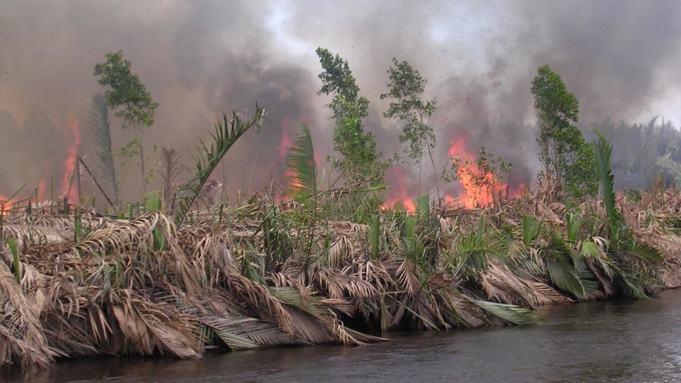 burning peatland in kalimantan, indonesia (pieter van eijk)