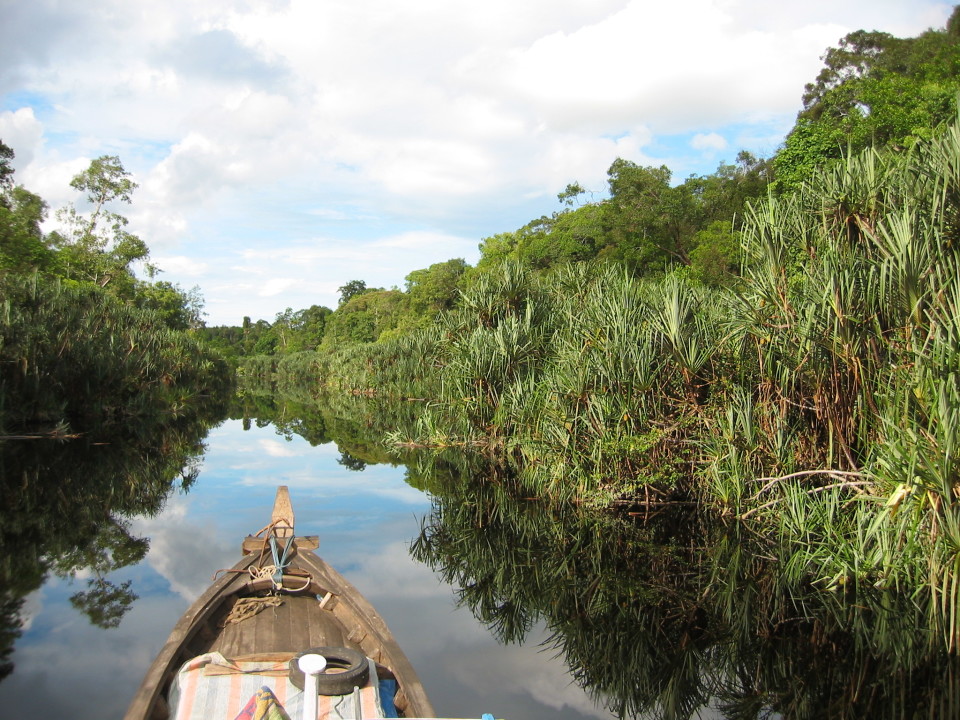 3-WG- Pristine peatswamp forest in Berbak National Park (Sumatra)