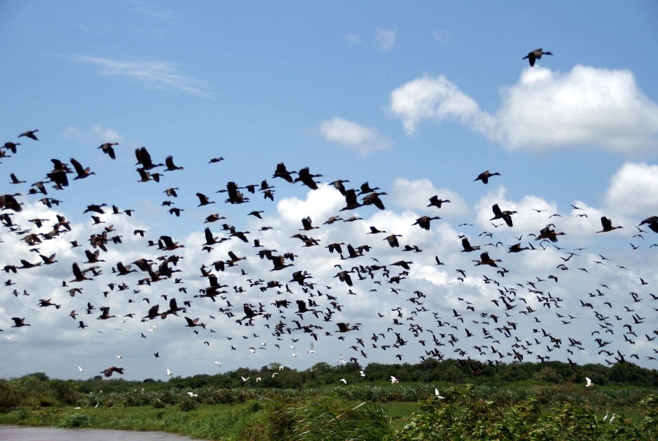 Safeguarding the ecology of the Tana Deltal - the White-faced Bilisa Moa, KENYA