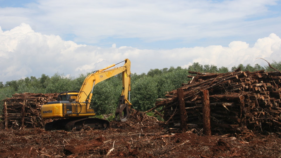 Acacia plantation(Marcel Silvius)