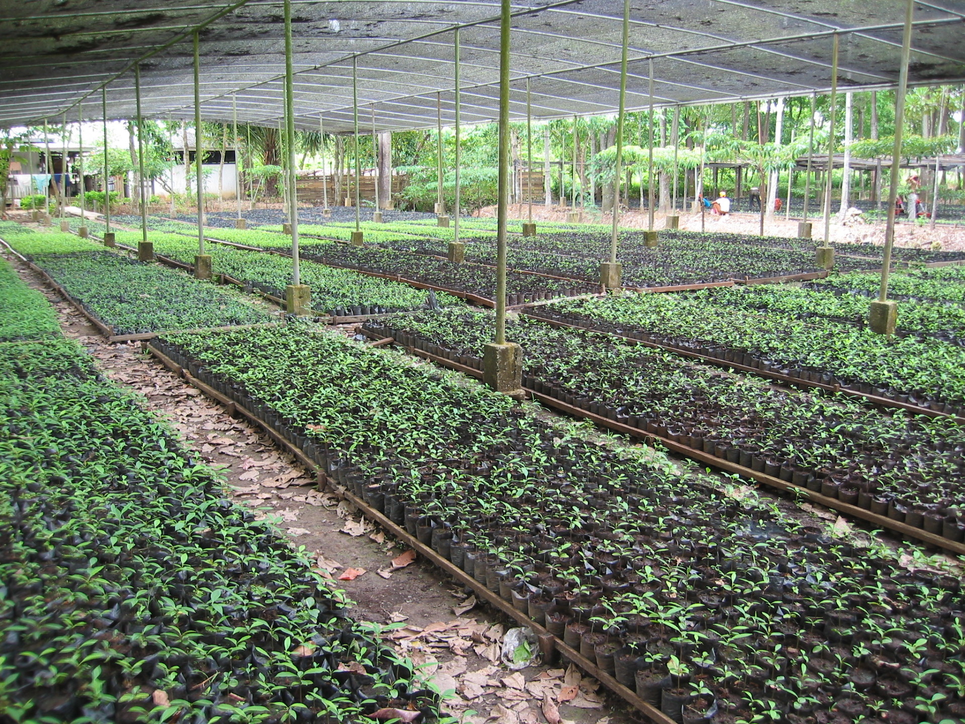 Dyera Polyphylla Agroforestry Sg Aur Jambi 01 Swamp Jelutung