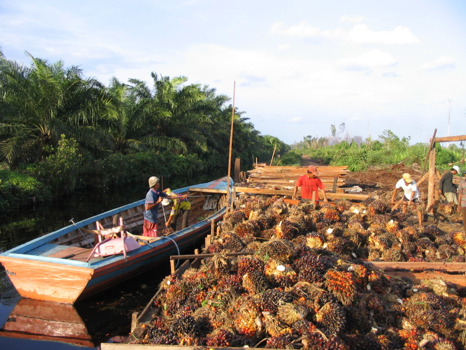 133- MS- Conversion into oil palm estates, illegal logging and destruction of drainage canals - the main causes of peatland degradation.