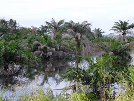 Flooded oil palm plantation, Riau