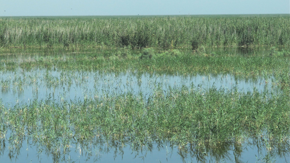 Iraqi Marshlands named a UNESCO World Heritage site Wetlands
