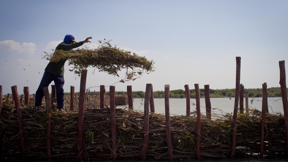 Nature programme in Indonesia wins Dutch engineering - Wetlands International