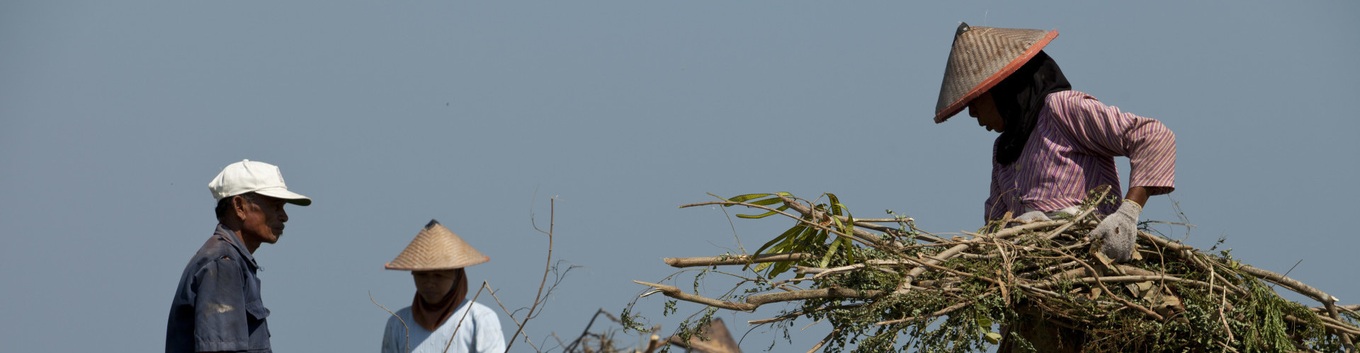 First Year of Building with Nature to restore coast Central Java ...