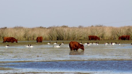 Cattle and birds in the water near an island in the Parana Delta. A photo by Ruben Quintana