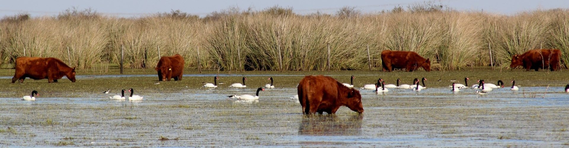 Cattle and birds in the water near an island in the Parana Delta. A photo by Ruben Quintana