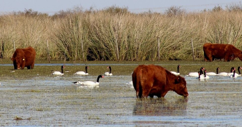 Cattle and birds in the water near an island in the Parana Delta. A photo by Ruben Quintana