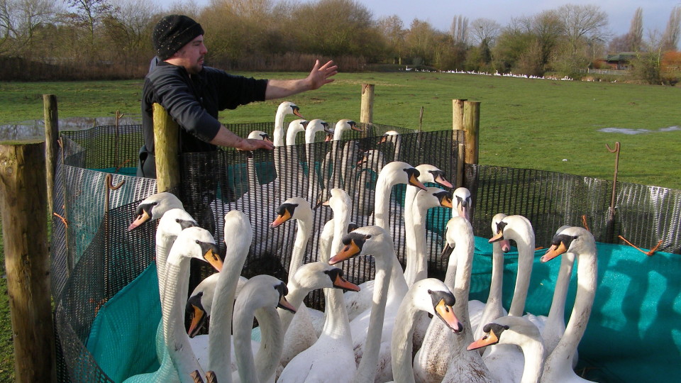 Scientific Task Force on Avian Influenza and Wild Birds statement on
