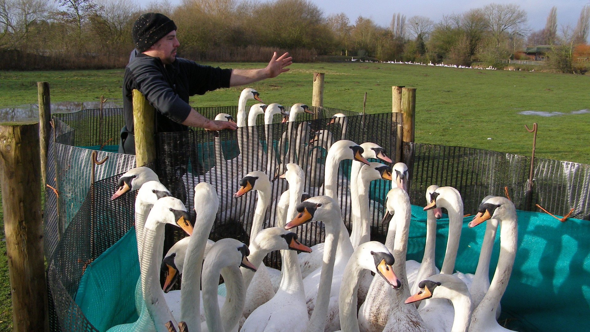 Scientific Task Force on Avian Influenza and Wild Birds statement on
