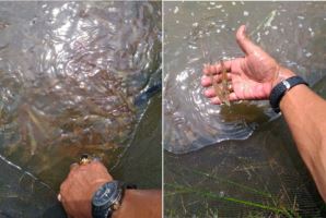 Harvesting Vannamei shrimp