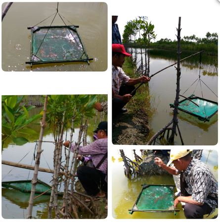 Observing the growth of Vannamei shrimp raised by Supardi