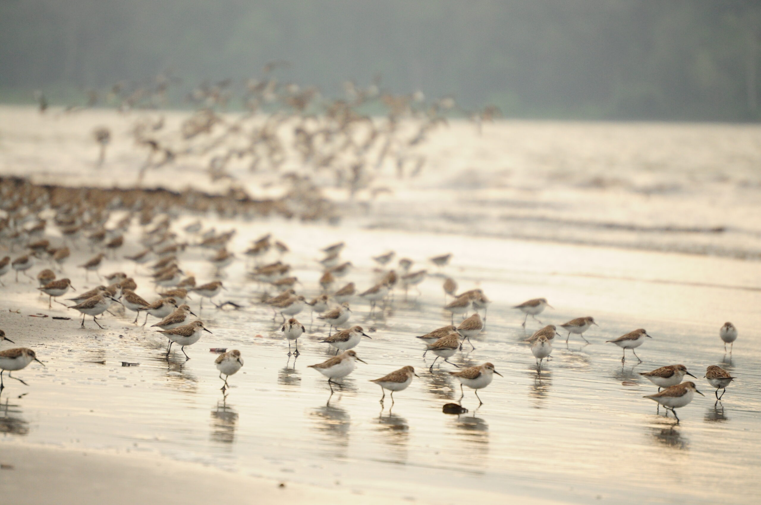 Connecting Wetlands From South Africa to Siberia