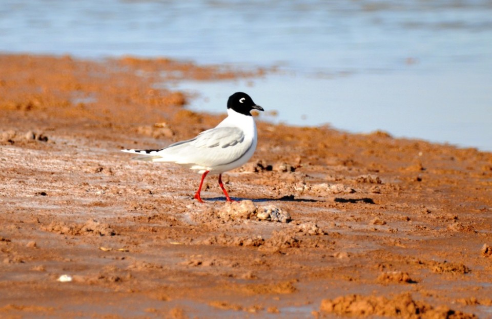 Saunders's Gull on nesting island