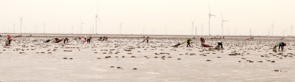 Shellfish collectors on the mudflats of the Yellow River Delta