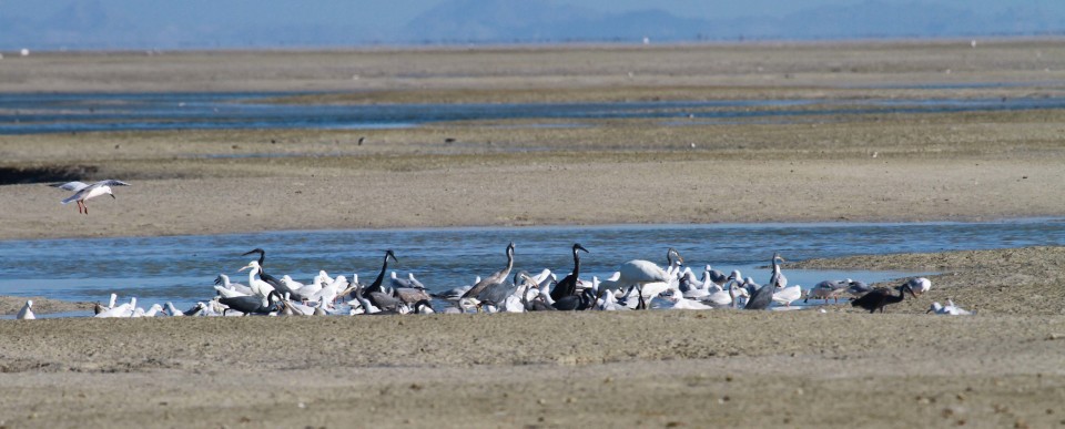 feeding birds on mudflat for blog4