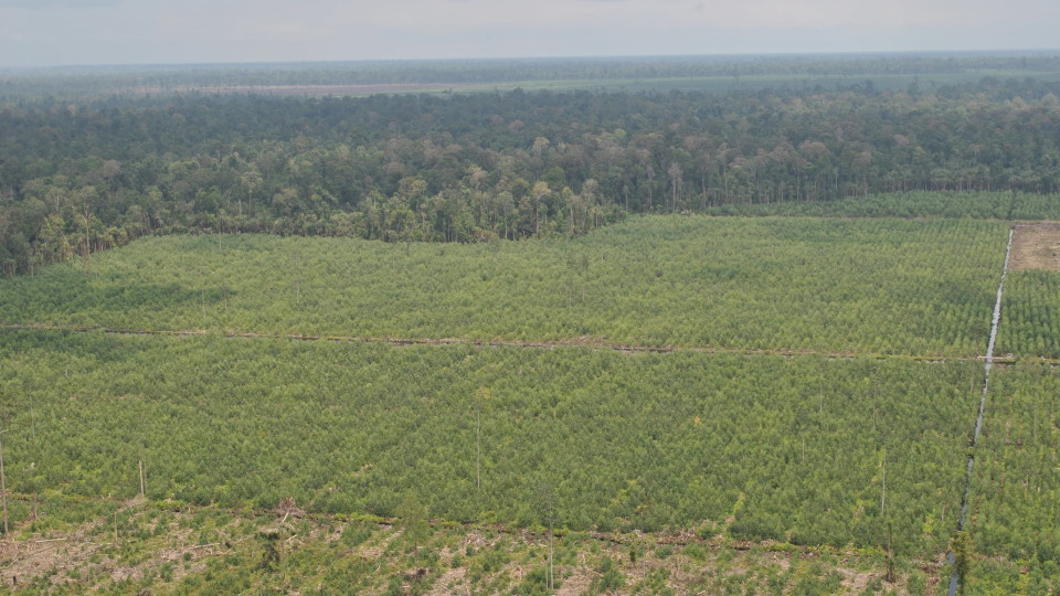 Acacia plantation (not sure)_Reza