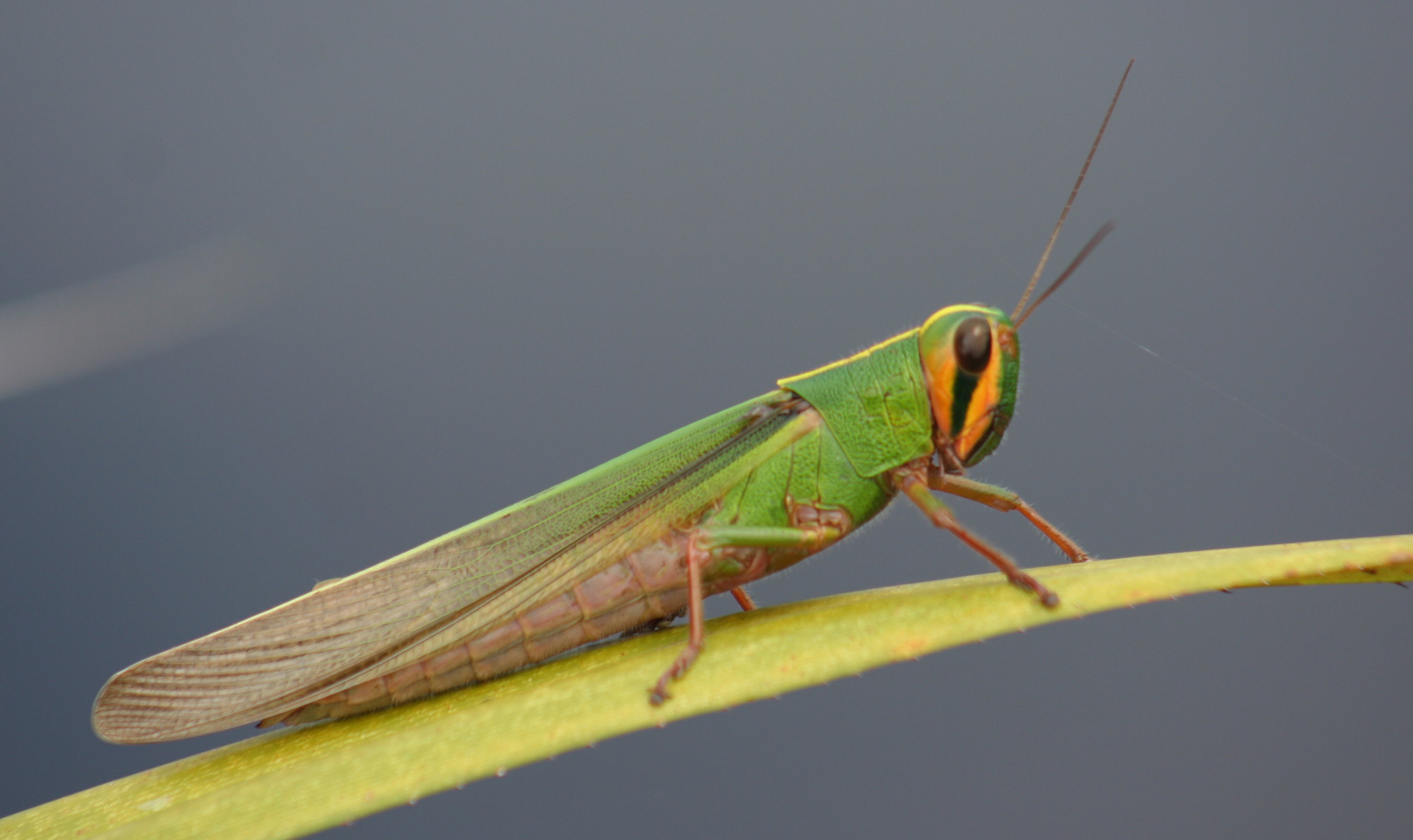 wallpapers Grashopper Images wetlands international