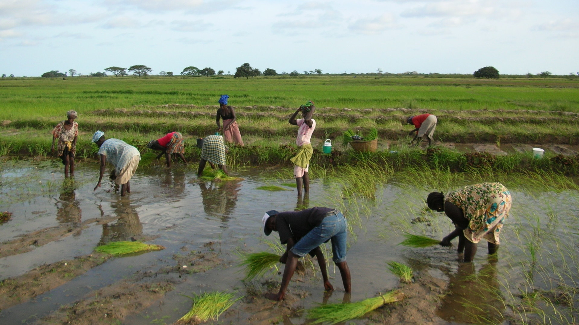 Poverty Rice Publications, reports and video's of Wetlands International