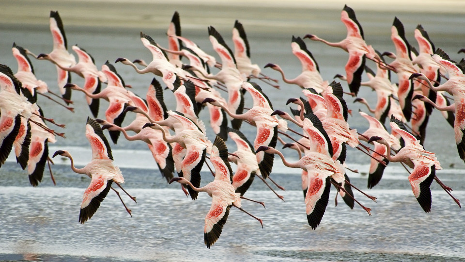 On World Migratory Bird Day - Their future is our future - Wetlands International On World Migratory Bird Day - Their future is our future - Wetlands International