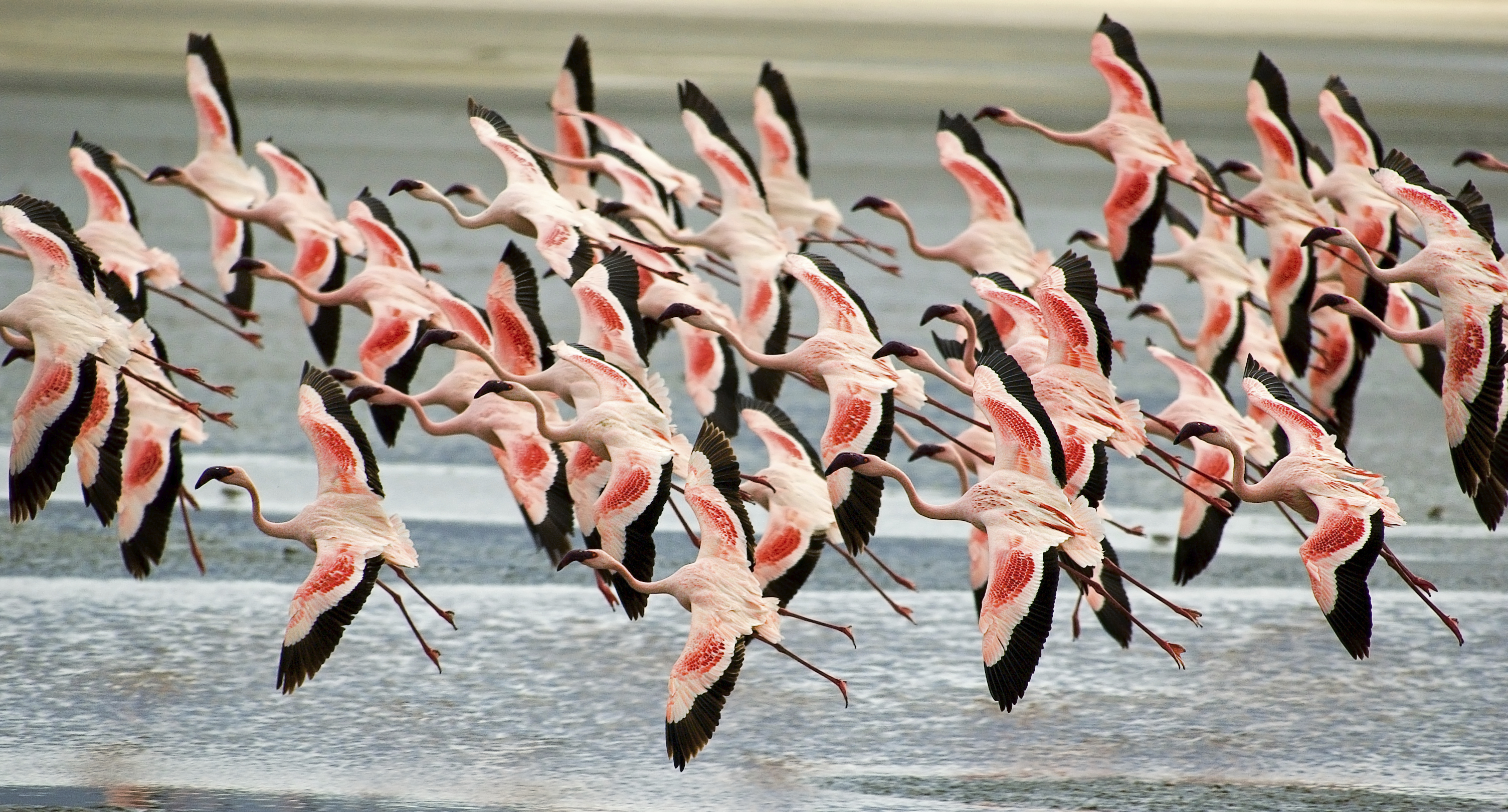 On World Migratory Bird Day - Their future is our future - Wetlands  International