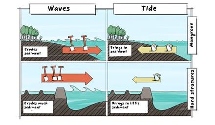 Sediment balance in a healthy mangrove-mud coast and in a disturbed, eroding mangrove-mud coast. Illustration by Joost Fluitsma.