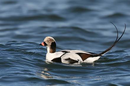 Long-tailed duck