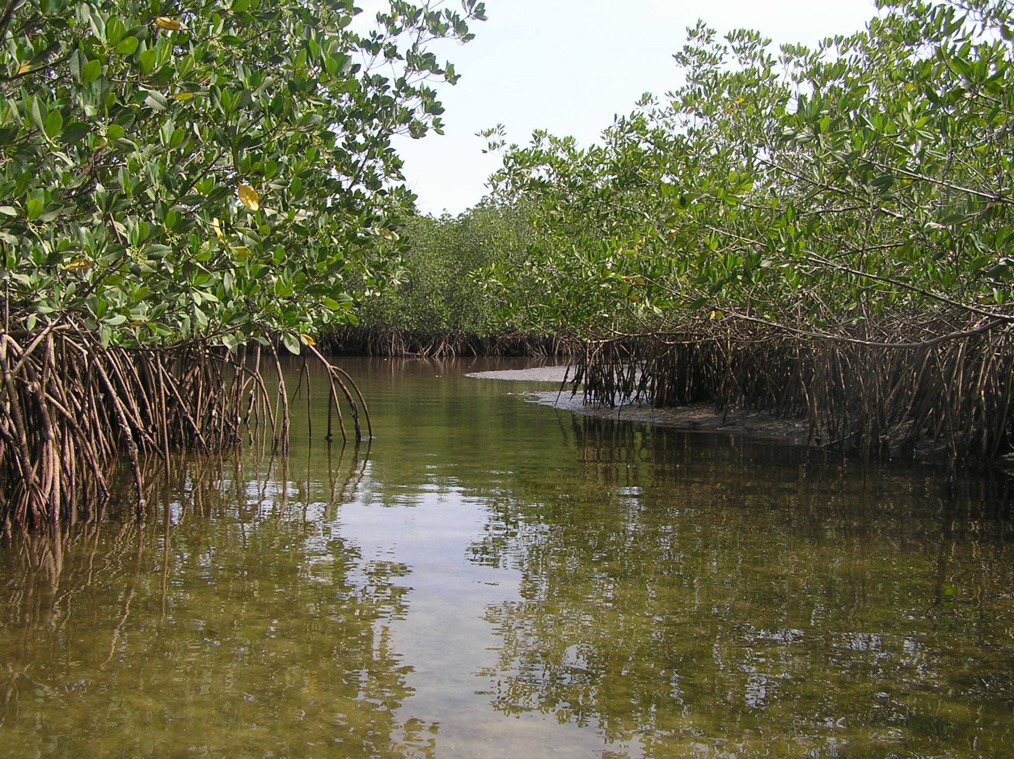 Panduan Pengenalan Mangrove Di Indonesia Wetlands International ...