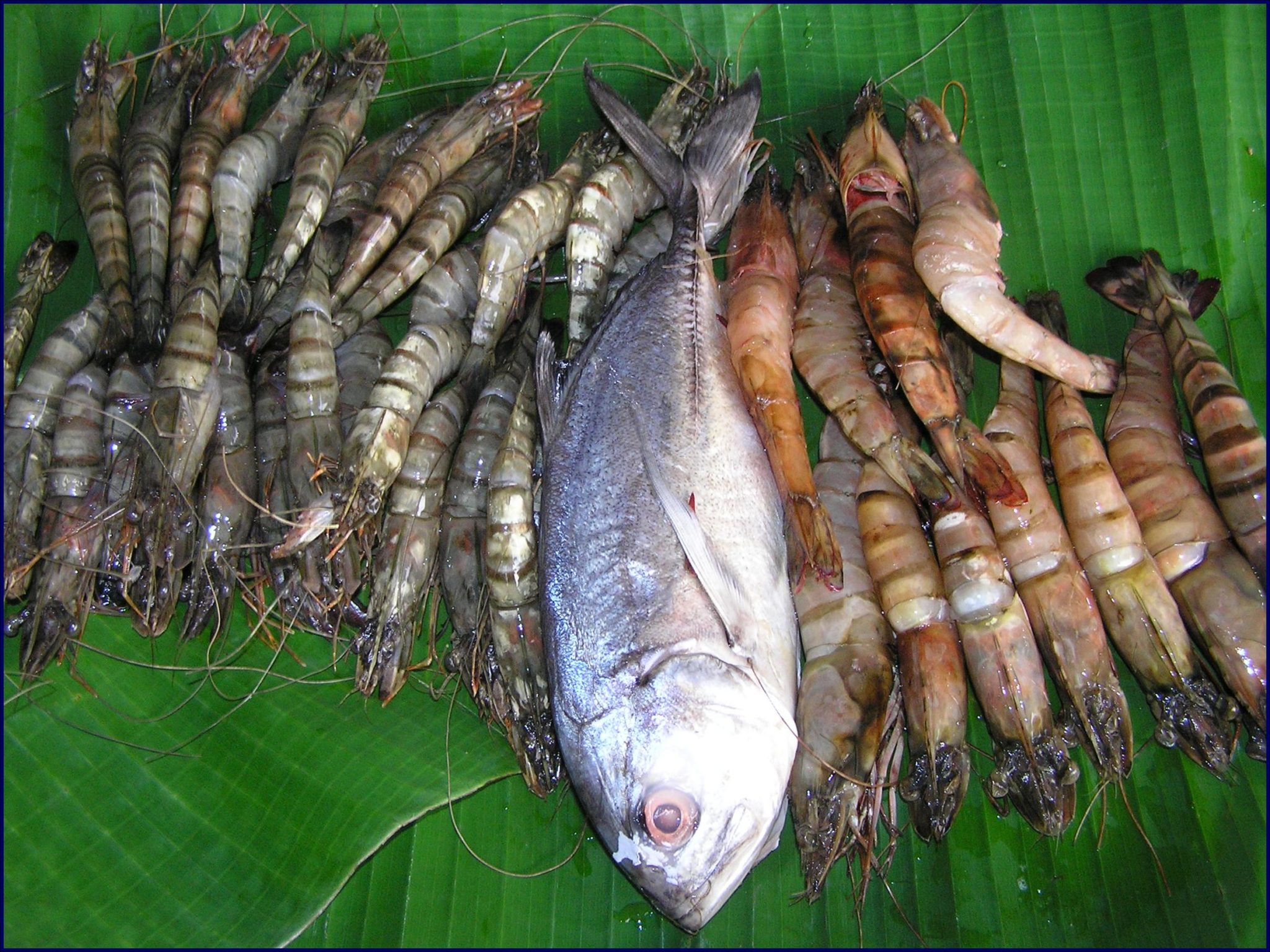 Webinar series & guidelines: Creating sustainable mangrove aquaculture ...