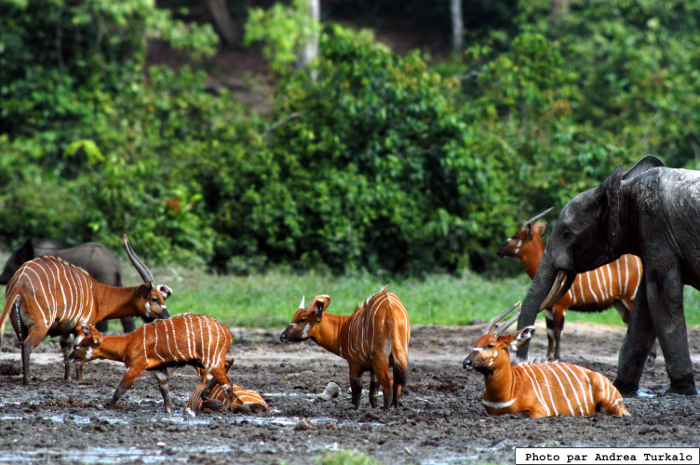 Bongo and elephant in the Sangha wetland. Photo by Andrea Turkalo.