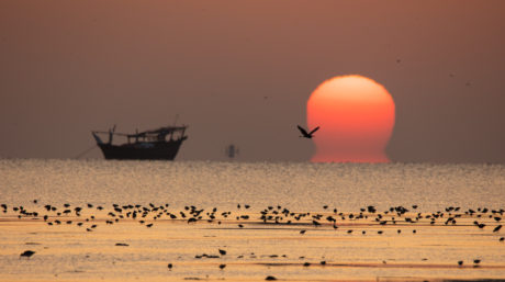 Sunset with a boat and waterbirds