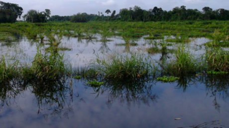 Flooding surrounds plants in Indonesia