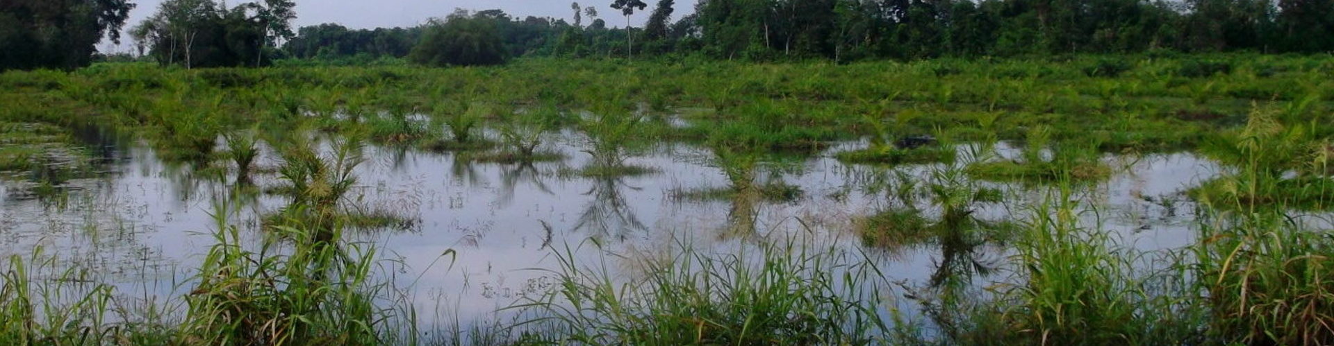 Flooding surrounds plants in Indonesia