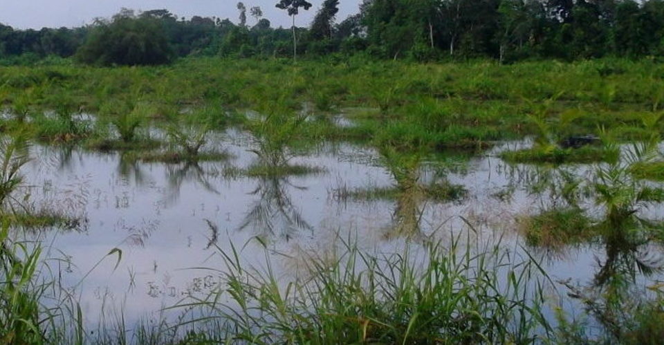 Flooding surrounds plants in Indonesia