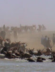 Cattle crossing a river in Mali.