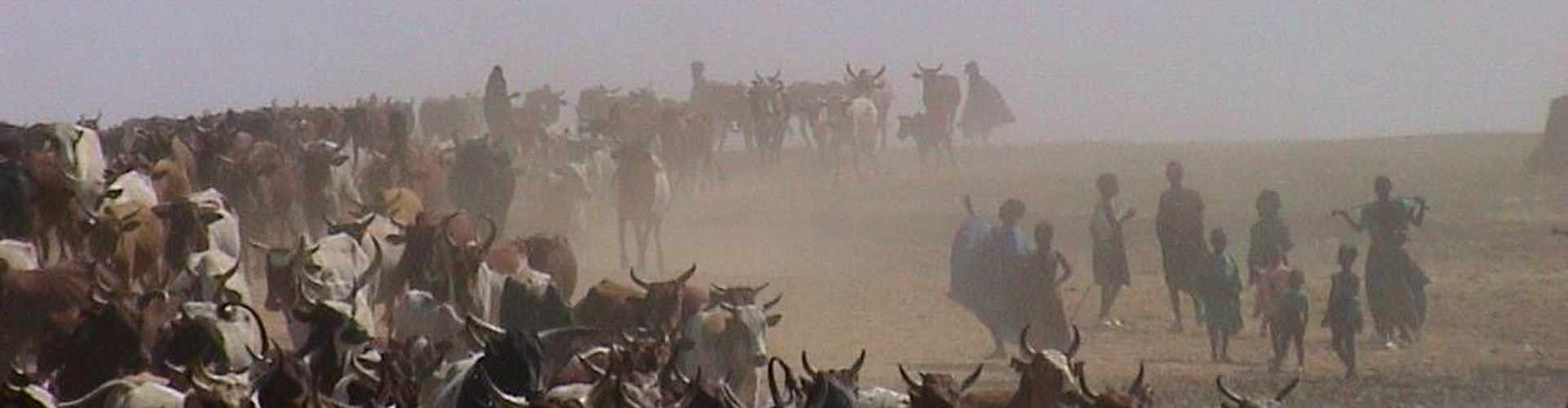 Cattle crossing a river in Mali.