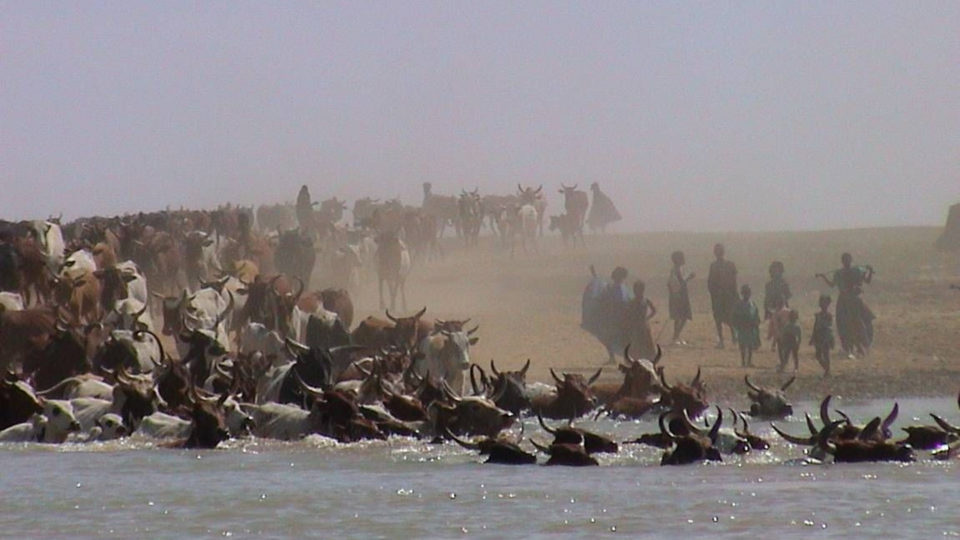 Cattle crossing a river in Mali.