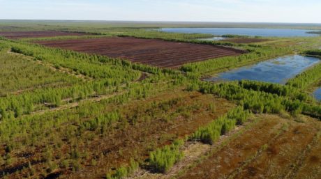 Peatland landscape in Russia