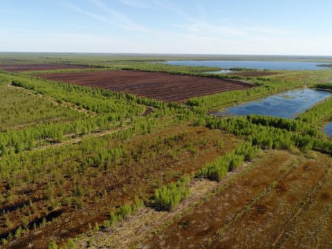 Peatland landscape in Russia