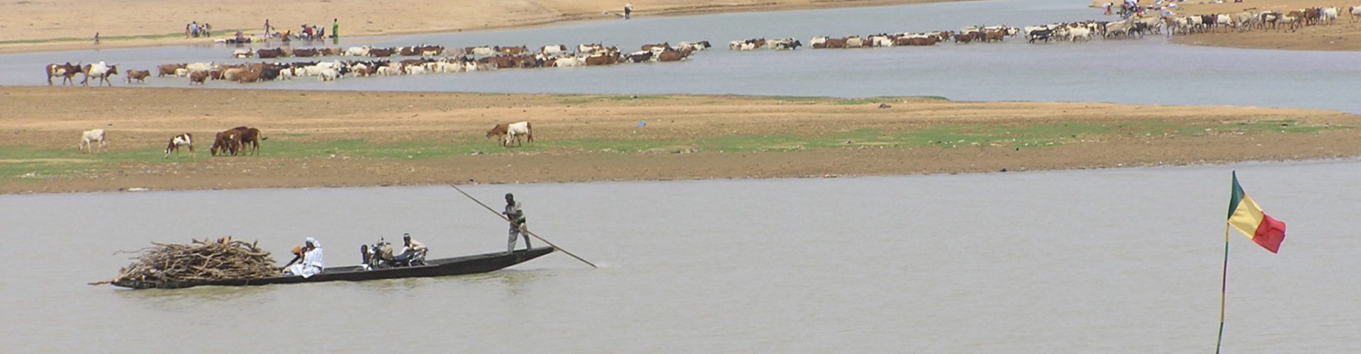 cattle crossing the river in Mali.
