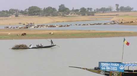 cattle crossing the river in Mali.