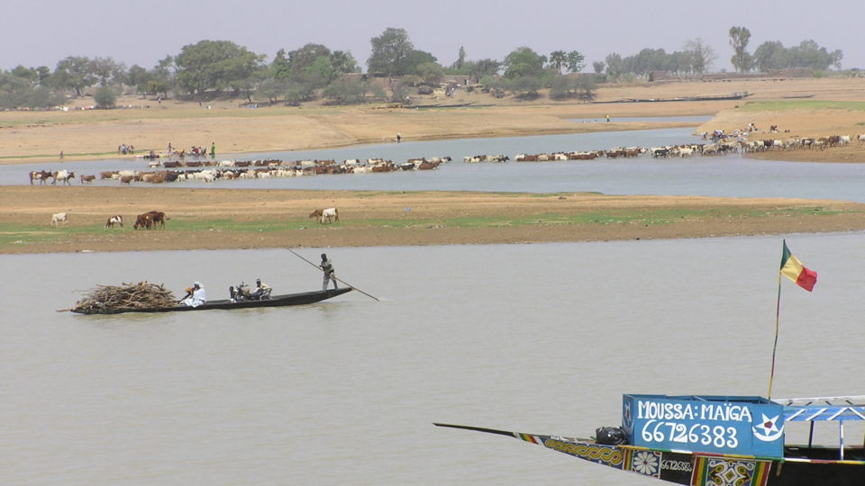 cattle crossing the river in Mali.