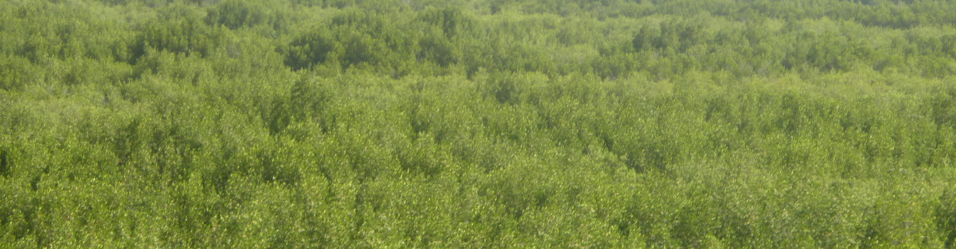 An aerial view of mangrove forest stretching for water in the foreground into haze in the background