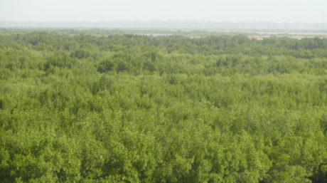 An aerial view of mangrove forest stretching for water in the foreground into haze in the background
