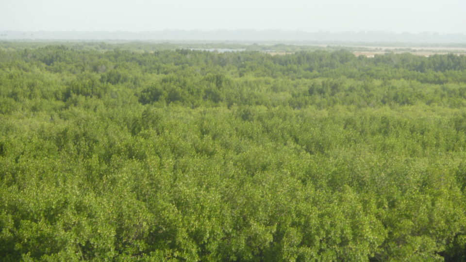 An aerial view of mangrove forest stretching for water in the foreground into haze in the background