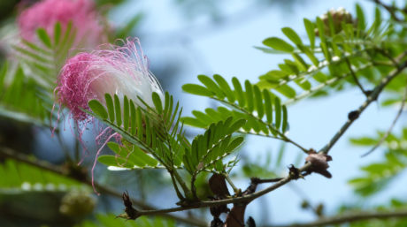 Closeup of a flowering tree in Hainan Botanic Gardens