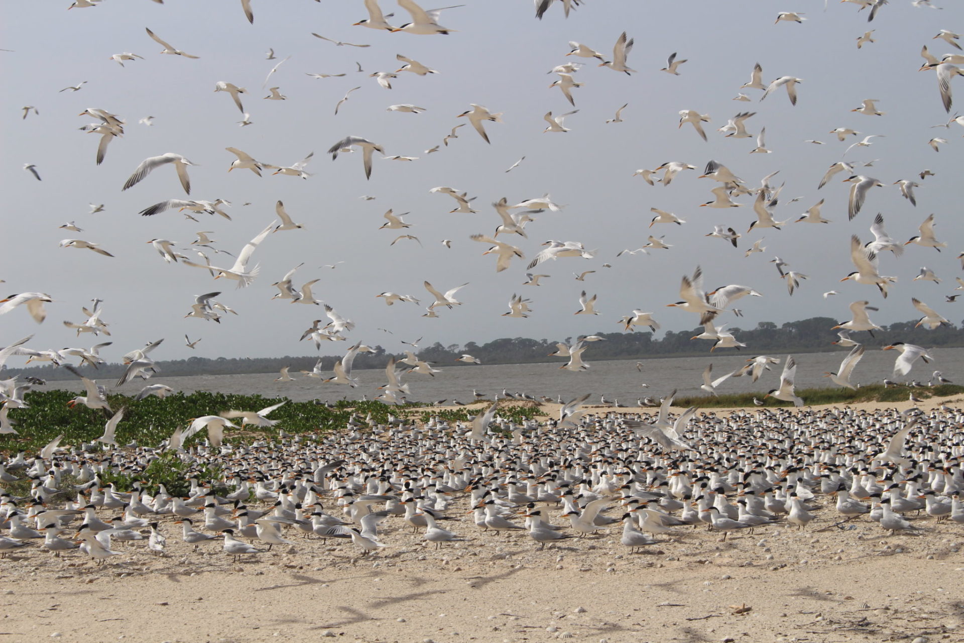 Conserving Biodiversity of the Cacheu Mangroves National Park at Guinea