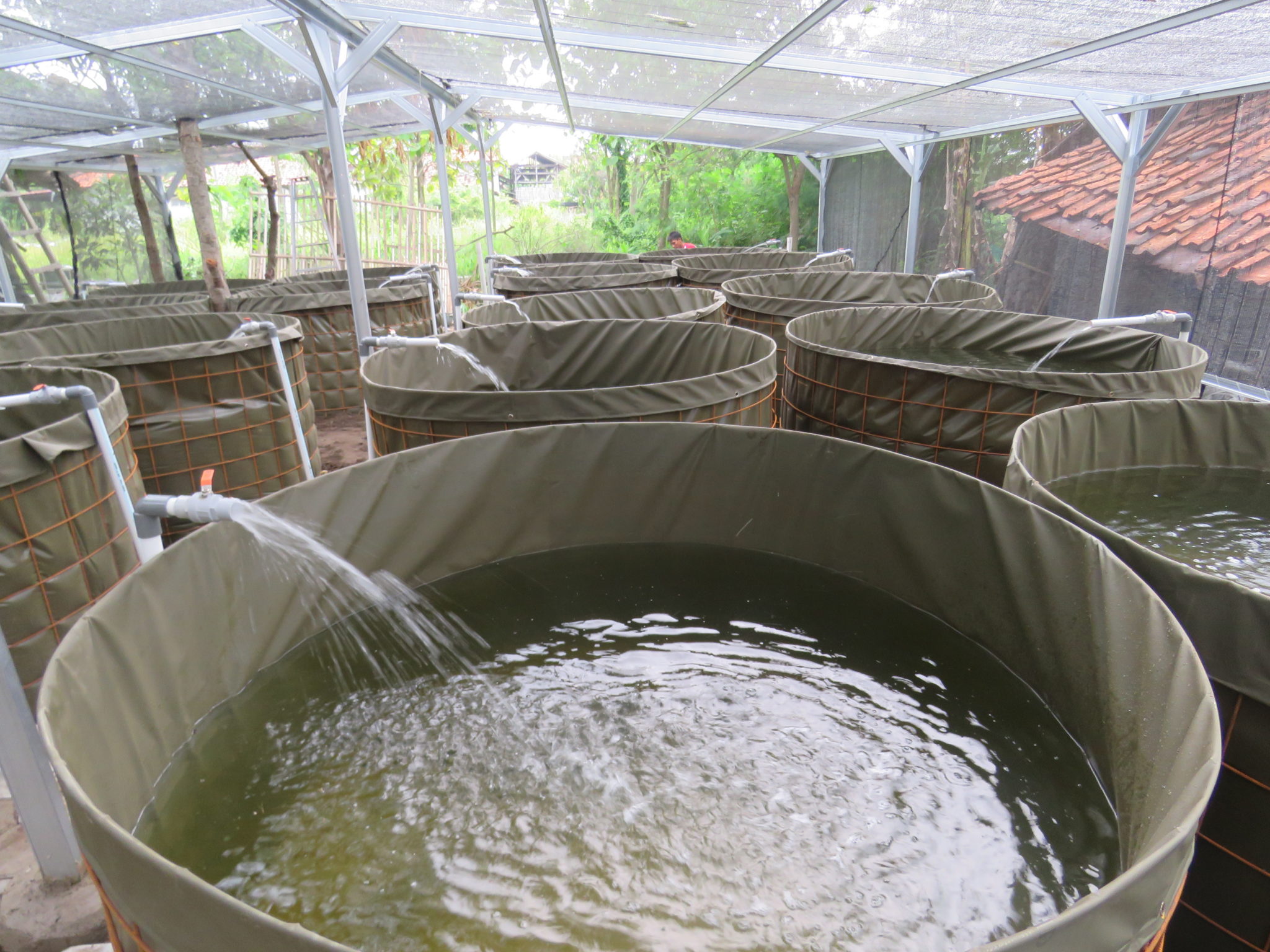 Innovative aquaculture experiment supporting mangrove recovery ready