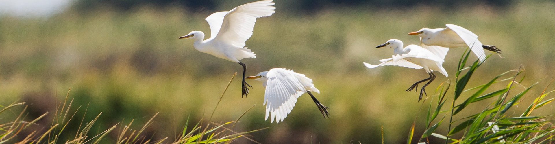 Image of a waterbird